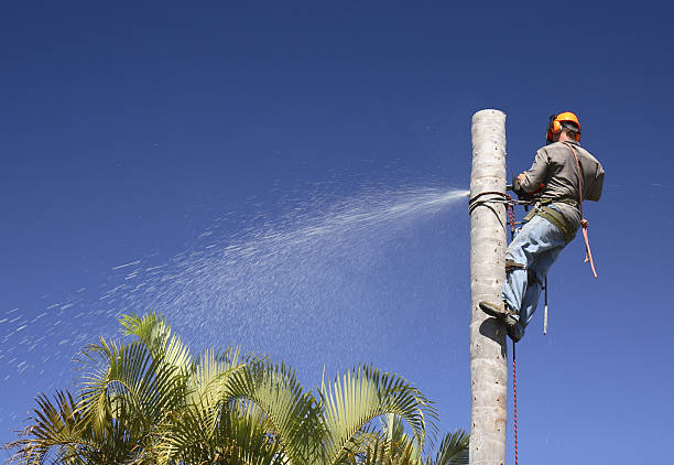  Somerville, MA Tree Care Pros