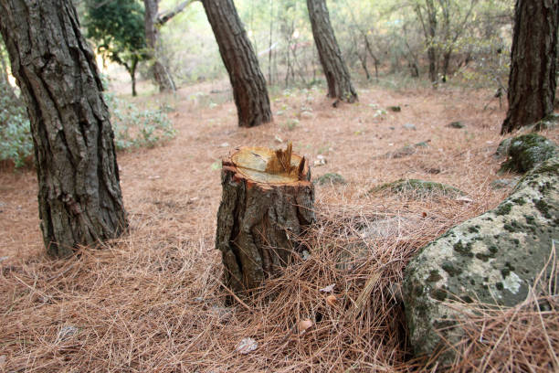 Best Lot and Land Clearing  in Somerville, MA