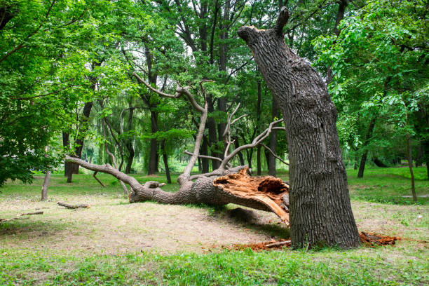 Best Seasonal Cleanup (Spring/Fall)  in Somerville, MA