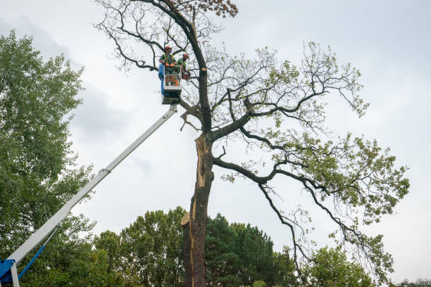 Best Stump Grinding and Removal  in Somerville, MA