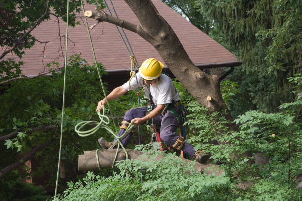 How Our Tree Care Process Works  in  Somerville, MA