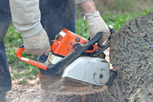 Best Lawn Renovation and Restoration  in Somerville, MA